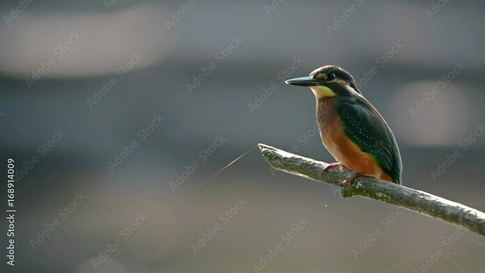 Kingfisher or Alcedo atthis perches on branch Kingfisher or Alcedo atthis perches on branch