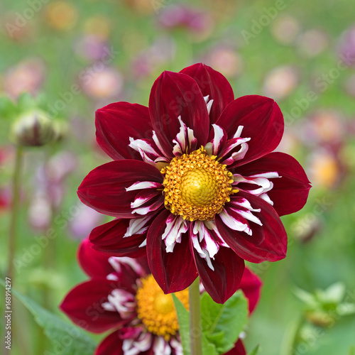 Fototapeta Naklejka Na Ścianę i Meble -  Dahlien, Dahlias