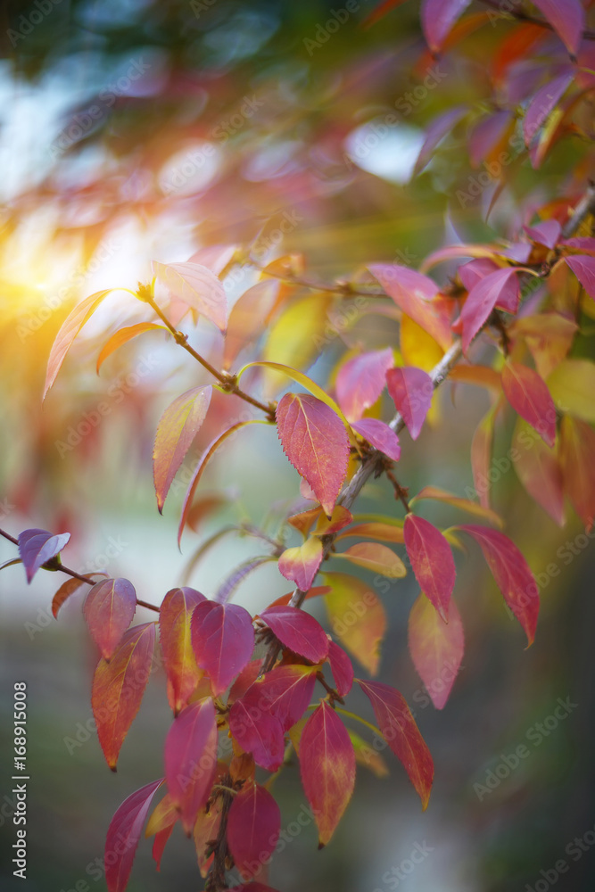 Defocused colored leaves on a bush Defocused colored leaves on a bush