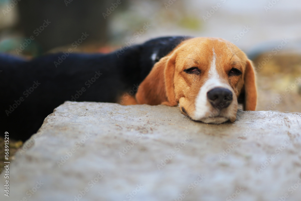 Beagle dog sleeps on the footpath.