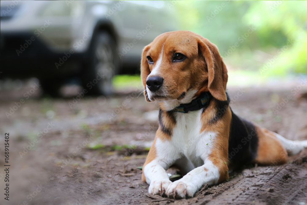 Beagle dog  on the rural road.