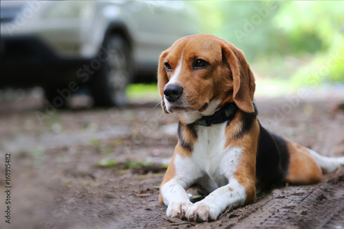 Beagle dog on the rural road.