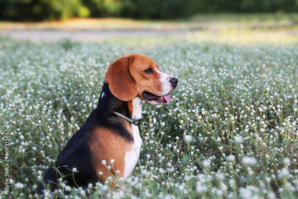 Beagle dog  in the wiild flower field.