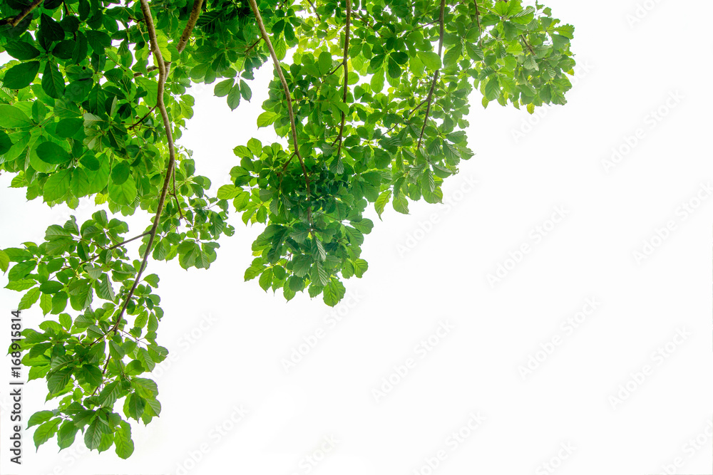 The branches and leaves are green on a white background,Clipping Path. The branches and leaves are green on a white background,Clipping Path.