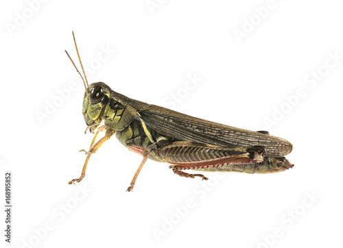 Grasshopper © Riverwalker