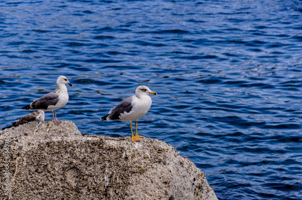 Obraz premium Couple of seagulls on a rock of the Tyrrhenian Sea