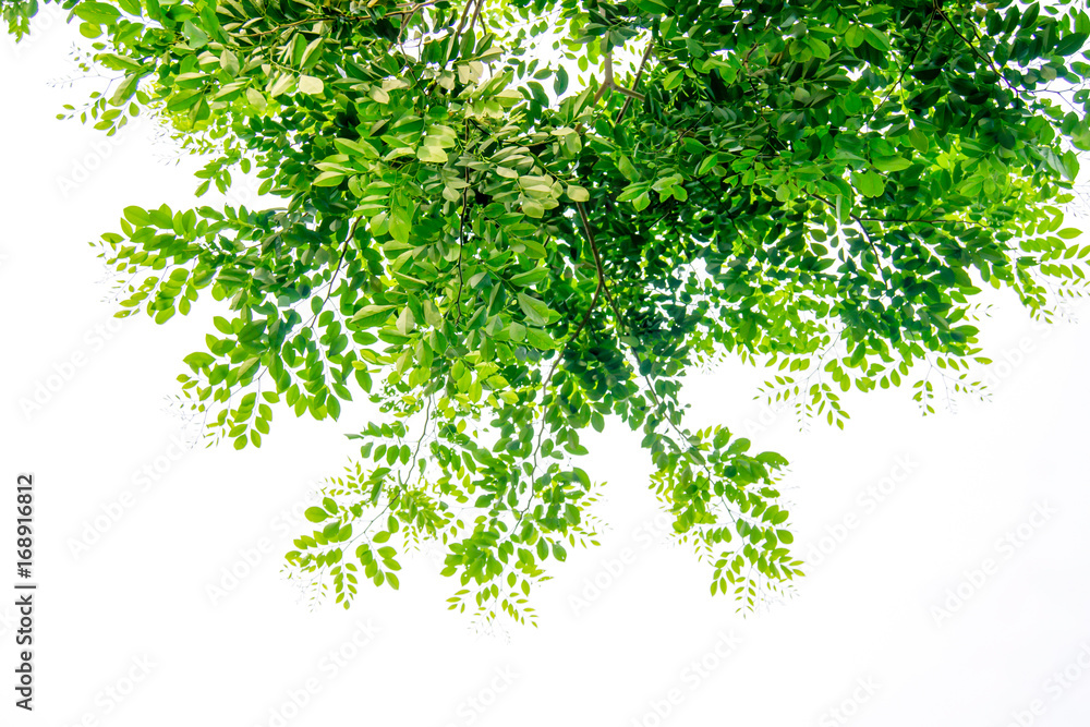 The branches and leaves are green on a white background,Clipping Path. The branches and leaves are green on a white background,Clipping Path.