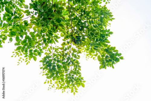 The branches and leaves are green on a white background Clipping Path.