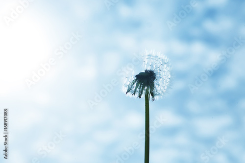 Sch  ne Pusteblume