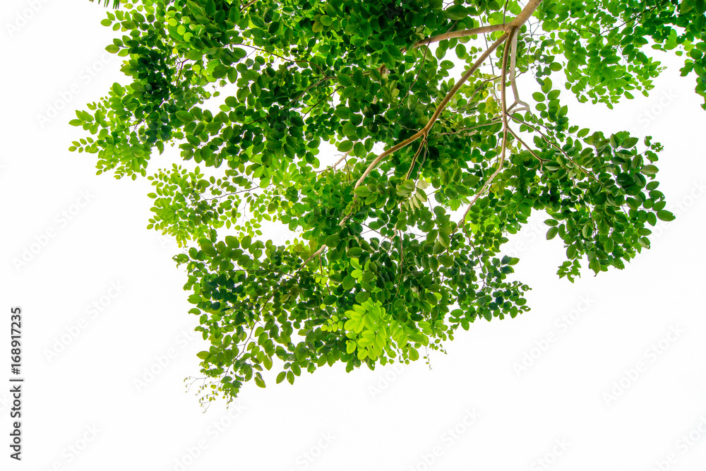 The branches and leaves are green on a white background,Clipping Path. The branches and leaves are green on a white background,Clipping Path.