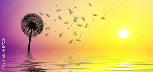 Fototapeta Naklejka Na Ścianę i Meble -  Schöne Pusteblume beim Sonnenuntergang