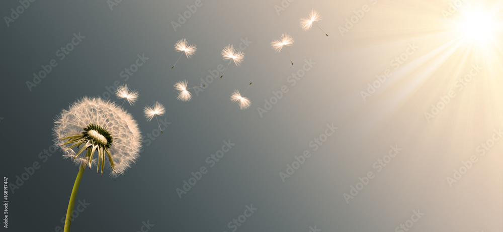 Obraz premium Schöne Pusteblume