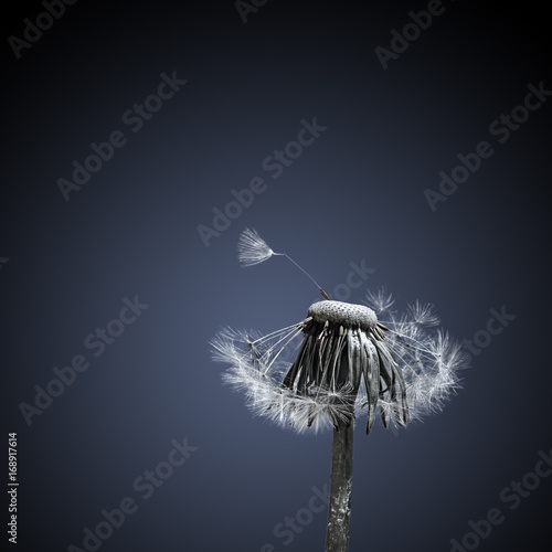 Fototapeta Naklejka Na Ścianę i Meble -  Schöne Pusteblume
