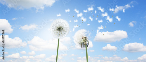 Fototapeta Naklejka Na Ścianę i Meble -  Schöne Pusteblumen