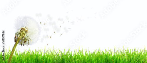 Fototapeta Naklejka Na Ścianę i Meble -  Schöne Pusteblume