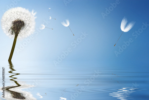 Fototapeta Naklejka Na Ścianę i Meble -  Schöne Pusteblume