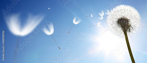 Fototapeta Naklejka Na Ścianę i Meble -  Schöne Pusteblume