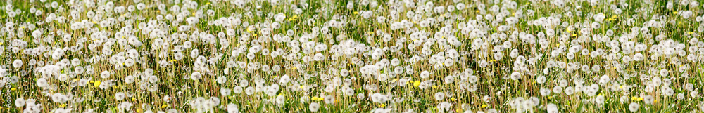 Fototapeta premium Schöne Pusteblumen