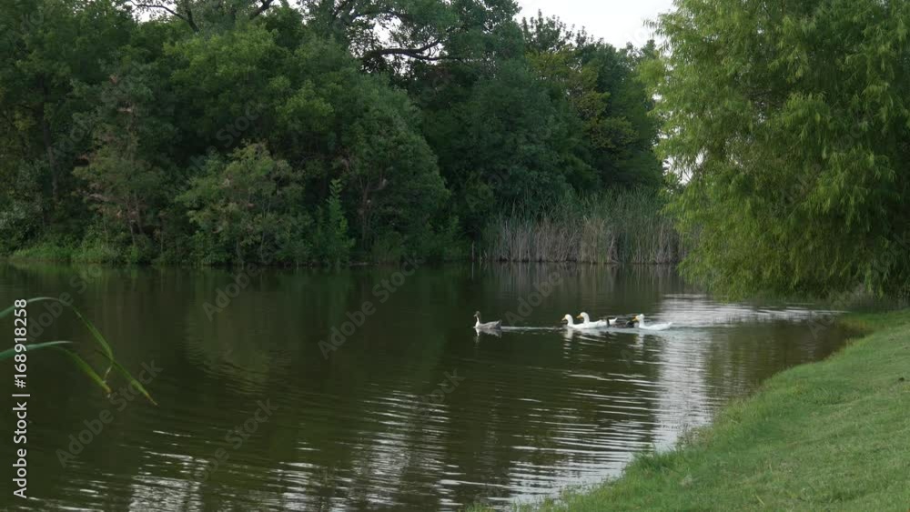 Ducks swimming in the pond from the bank to the center Ducks swimming in the pond from the bank to the center