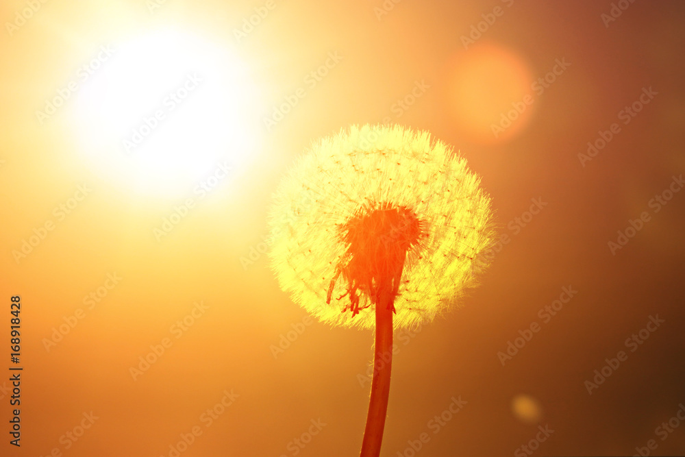 Schöne Pusteblume beim Sonnenuntergang