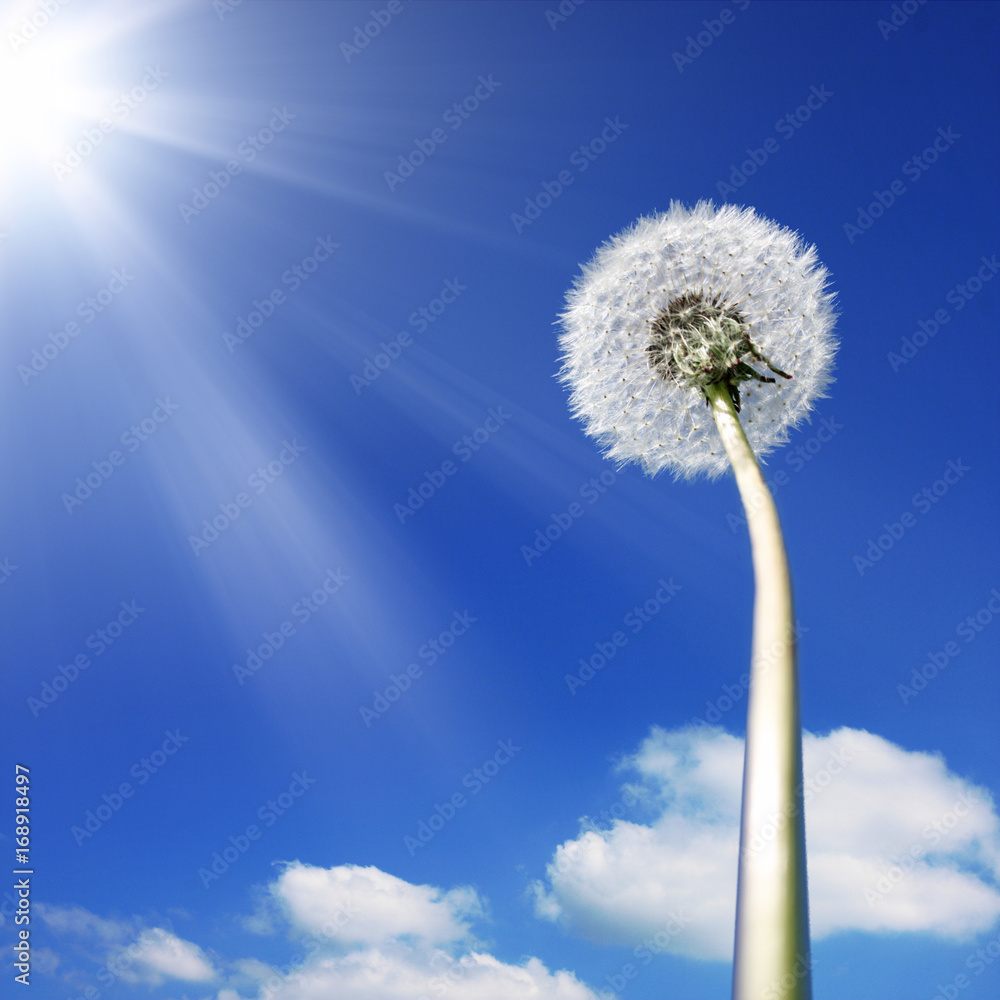 Schöne Pusteblume Schöne Pusteblume
