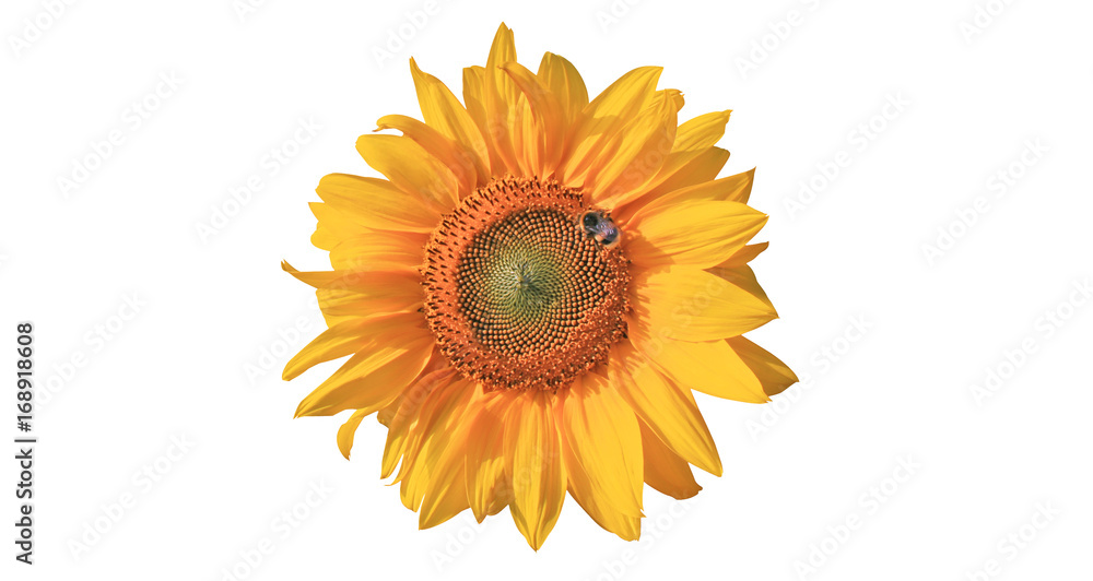 Fototapeta premium Wunderschöne Sonnenblume mit einer Biene