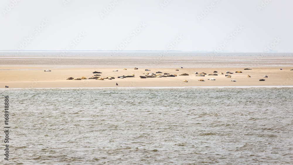 Harbor seals on the sandbank Tegeler Plate Harbor seals on the sandbank Tegeler Plate