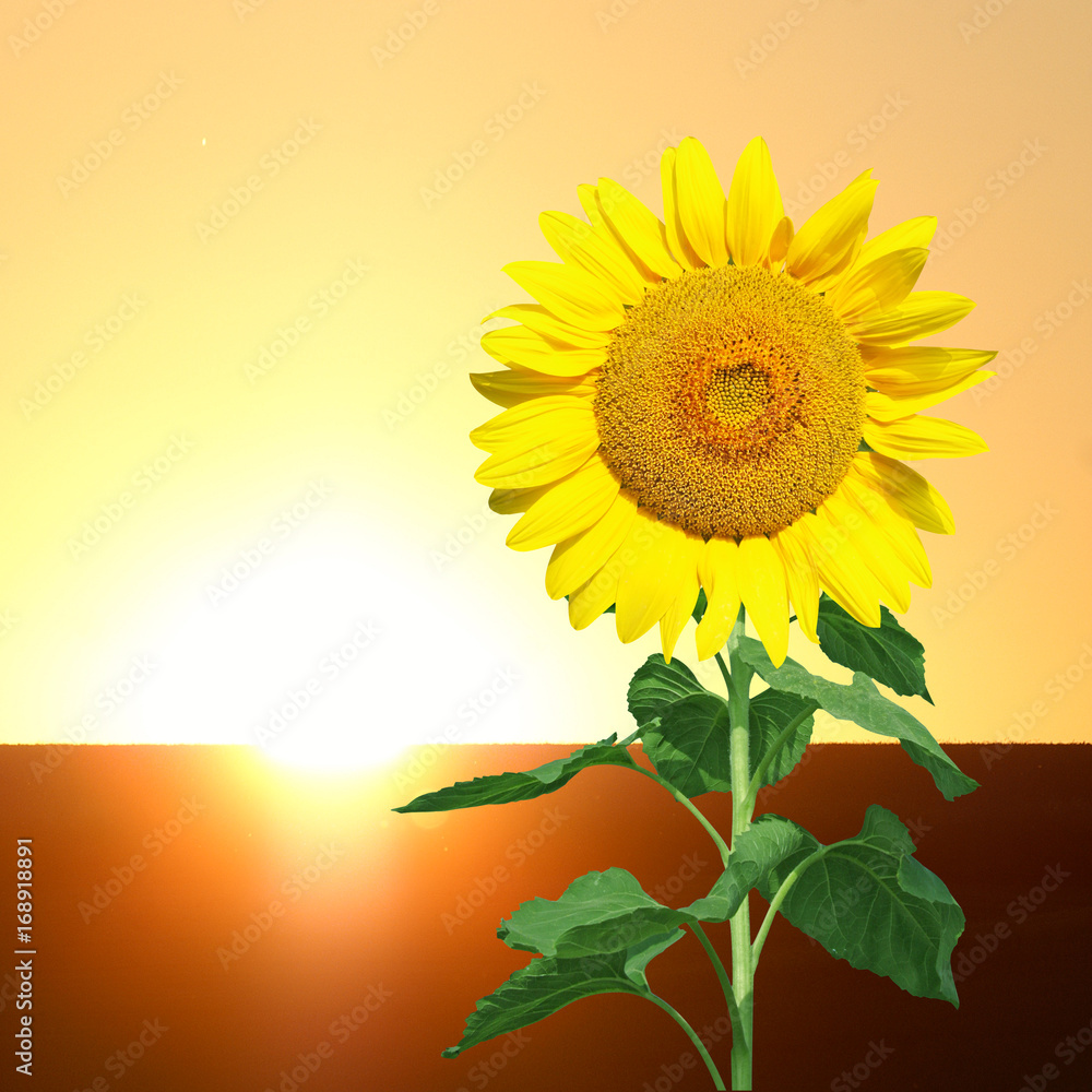 Obraz premium Wunderschöne Sonnenblume