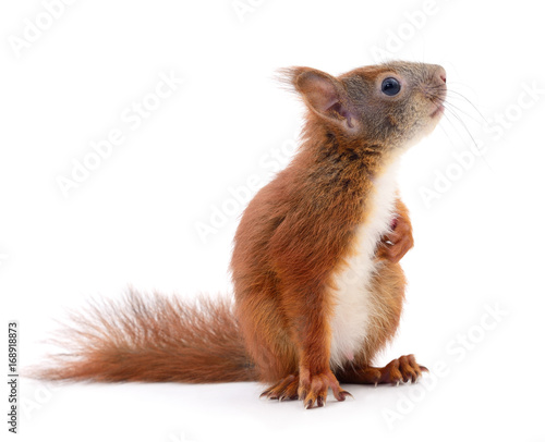 Canvas Print Eurasian red squirrel.