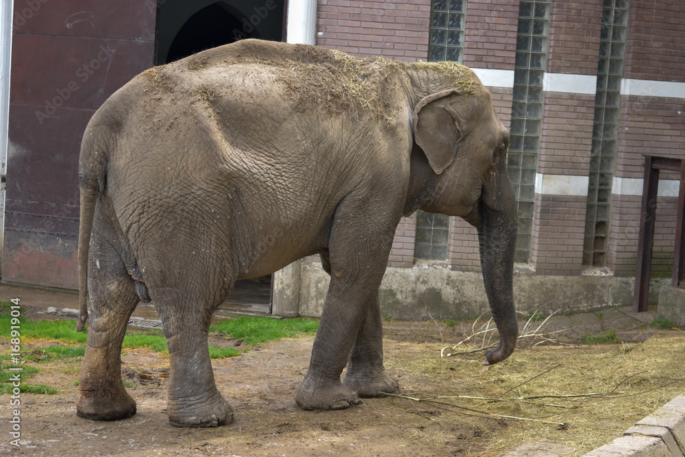 Naklejka premium Elephant in the Zoo, Belgrade, Serbia, 17. April 2017.