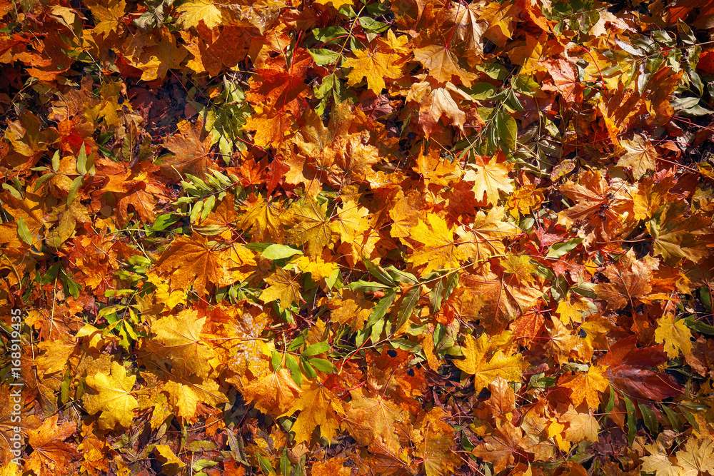 Colorful background of fallen autumn leaves Colorful background of fallen autumn leaves