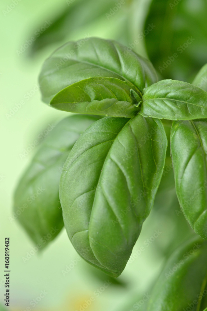 Fresh basil leaves Fresh basil leaves