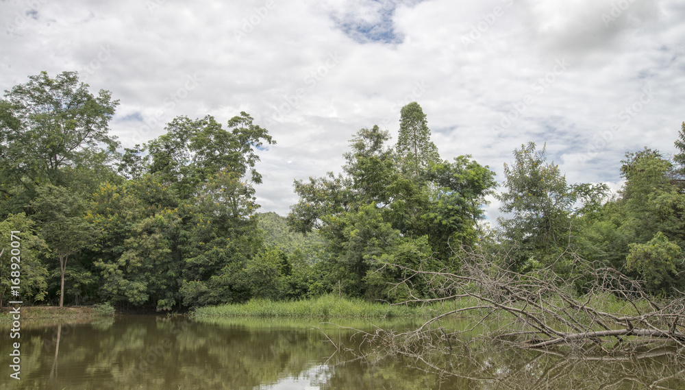 Obraz premium Dead tree fell into a swamp on a cloudy day.