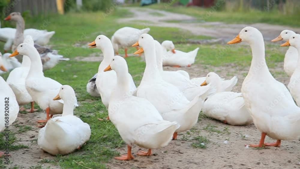 White farm ducks by the countryside road White farm ducks by the countryside road