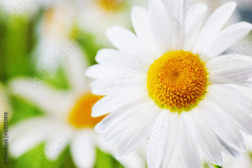 Chamomile among flowers