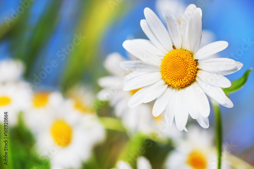 Chamomile against the sky.