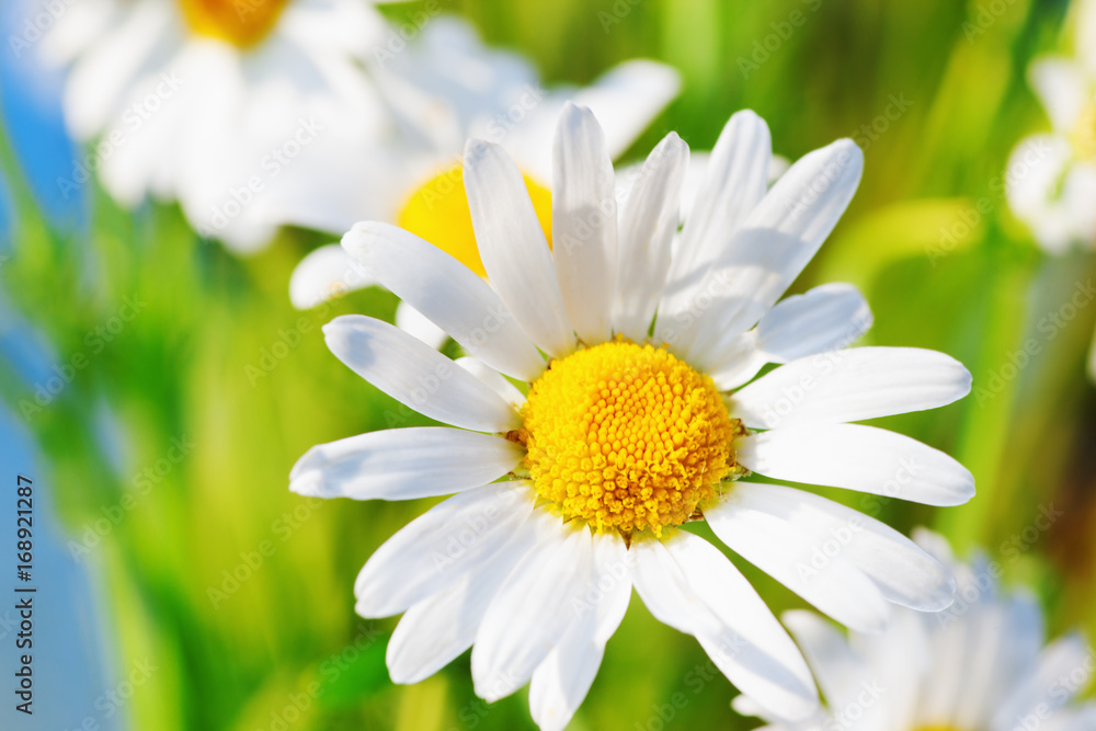 Fototapeta premium chamomile in green grass