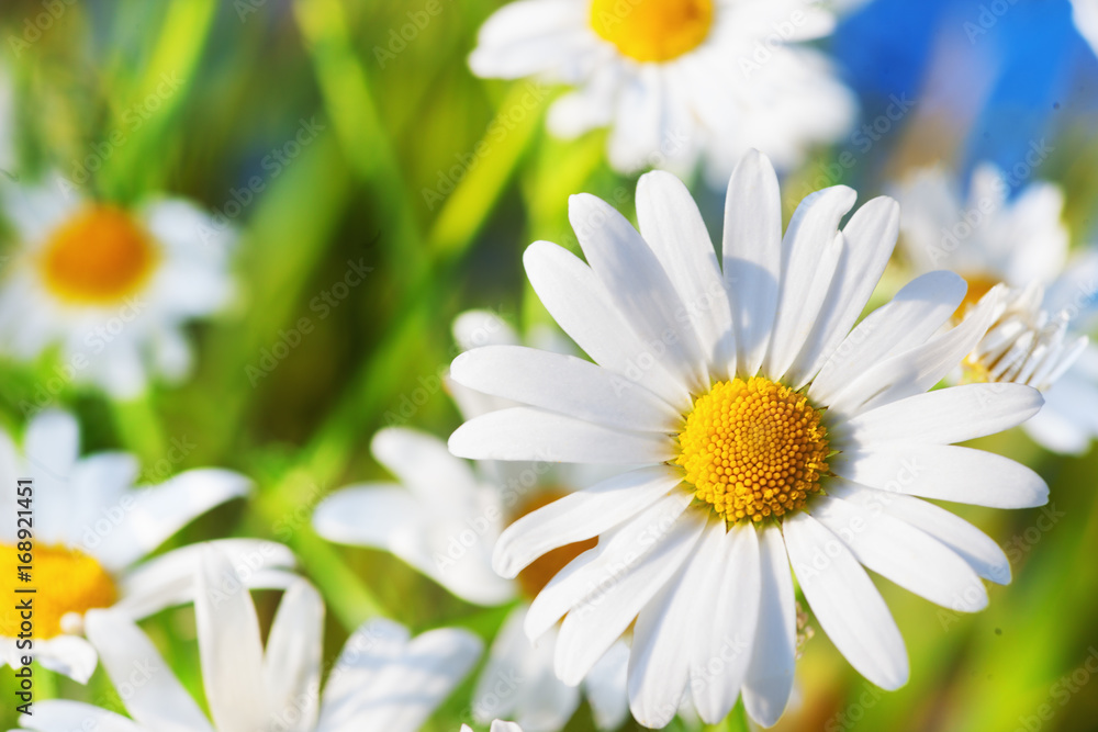 Fototapeta premium Chamomile among flowers