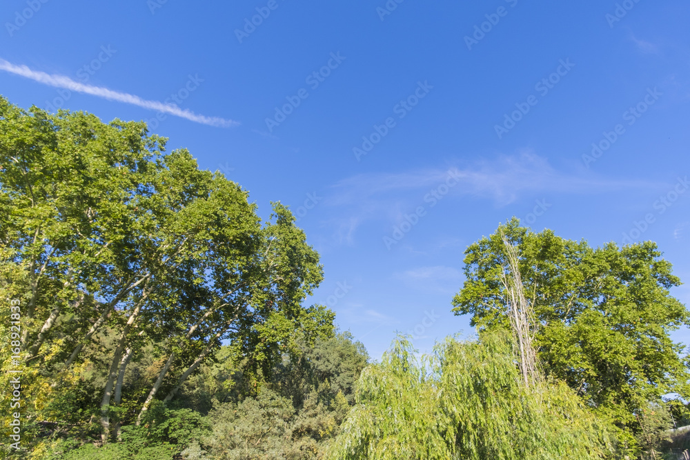 Green forest leaves trees on a sunny blue sky