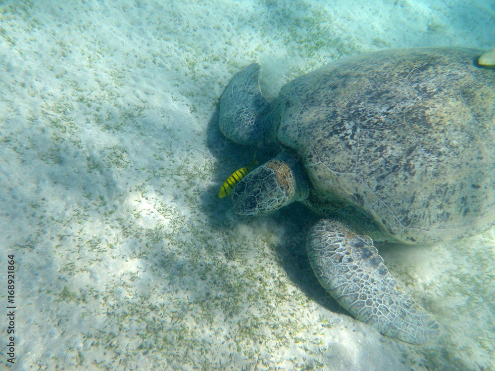 Obraz premium Best friends, turtle and fish