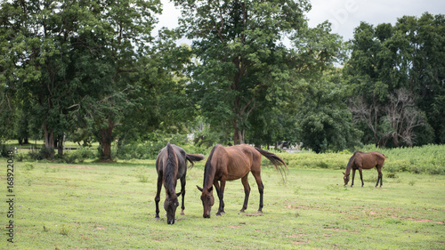 Horses eating grass in the park