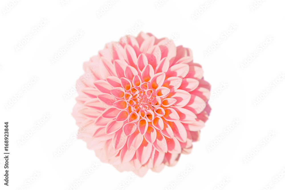 Wunderschöne Sommerblume freigestellt Wunderschöne Sommerblume freigestellt