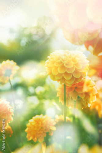 Fototapeta Naklejka Na Ścianę i Meble -  Wunderschöne Blumen im Sommer