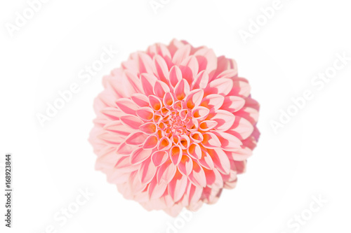 Fototapeta Naklejka Na Ścianę i Meble -  Wunderschöne Sommerblume freigestellt