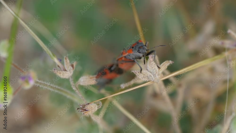 MIlkweed bugs mating MIlkweed bugs mating