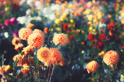 Fototapeta Naklejka Na Ścianę i Meble -  Wunderschöne Blumen im Sommer