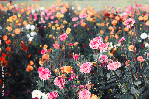 Wunderschöne Blumen im Sommer