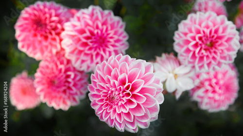 Wunderschöne Blumen im Sommer
