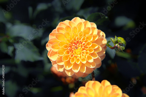 Fototapeta Naklejka Na Ścianę i Meble -  Wunderschöne Blumen im Sommer