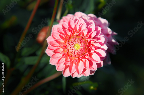 Fototapeta Naklejka Na Ścianę i Meble -  Wunderschöne Blumen im Sommer